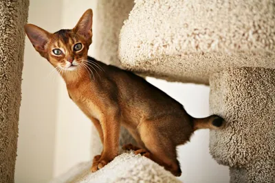 Изображения абиссинских кошек: красота, которая поражает воображение