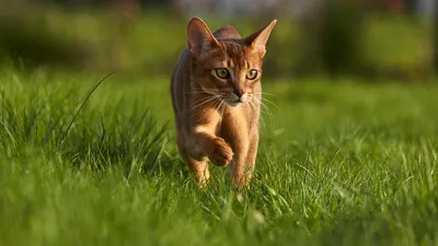 Абиссинская кошка: красивые фотографии в высоком разрешении