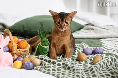 Уникальные изображения абиссинских кошек: выберите размер и формат для загрузки