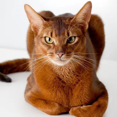 Фотографии абиссинских кошек: красивые и очаровательные