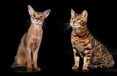 Абиссинские кошки на фотографиях: красота и грация в каждом кадре