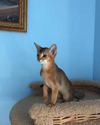 Фотки абиссинских кошек: выберите свой любимый размер и формат для скачивания