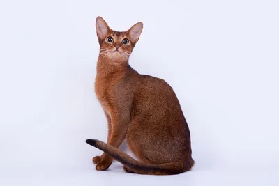 Изображения абиссинских кошек: скачивайте бесплатно и без ограничений