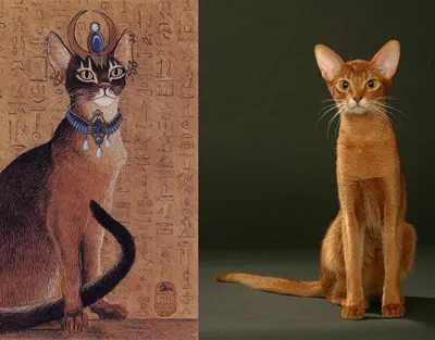 Картинки абиссинских кошек: прекрасные фотографии для вашего удовольствия