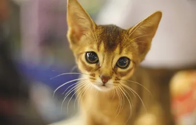 Абиссинские кошки на фото: выберите любой формат для скачивания
