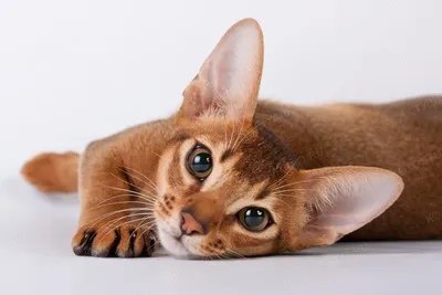 Фотографии абиссинских кошек: скачивайте и наслаждайтесь прекрасными изображениями