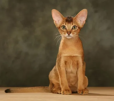 Изображения абиссинских кошек: красивые и очаровательные