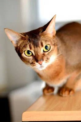 Абиссинские кошки на фото: выберите размер и формат для загрузки