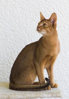 Фото абиссинских кошек: прекрасные изображения для вашего удовольствия