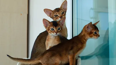 Красивые фотографии абиссинских кошек: скачивайте в любом формате, который вам нравится