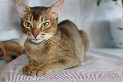 Фотографии абиссинских кошек: бесплатно и без ограничений