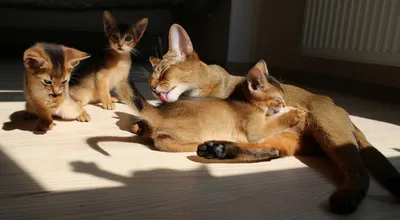 Изображения абиссинских кошек: выберите любой формат для загрузки