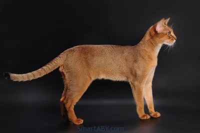 Абиссинская кошка: красота и грация на фото