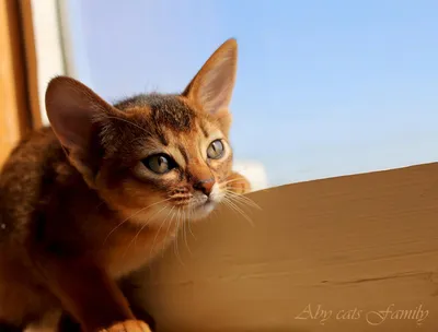 Снимки Абиссинских кошек в формате JPG, PNG, WebP