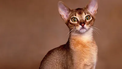 Фото Абиссинских кошек: лучшие кадры для скачивания