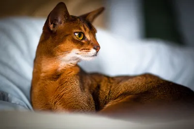 Коллекция изображений абиссинских кошек для загрузки