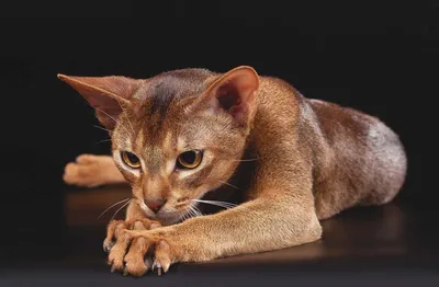 Изображения Абиссинских кошек: выбери свой размер
