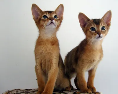 Фотографии Абиссинских кошек: красота в движении