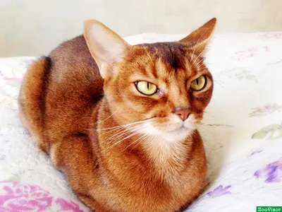 Абиссинская кошка: животное, удивляющее своей грацией
