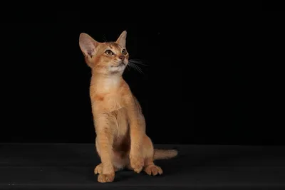 Скачайте фото Абиссинских кошек в высоком разрешении