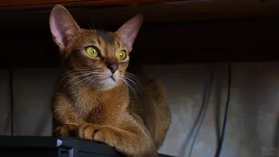 Абиссинская кошка на фото: узнайте больше об этой породе