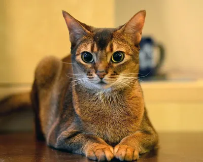 Очаровательные абиссинские кошки на фото