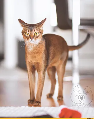 Фотографии Абиссинских кошек: отражение их индивидуальности