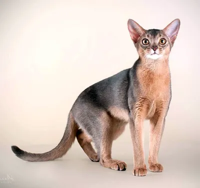 Абиссинская кошка: красота и элегантность на каждом фото