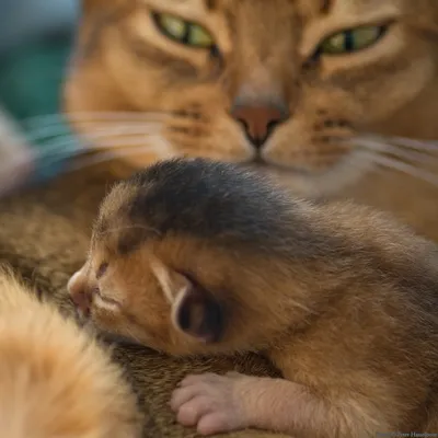 Фото Абиссинских кошек: уникальные кадры для вашей коллекции