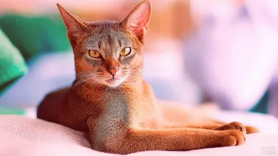 10 красивых фото абиссинских кошек для скачивания в формате JPG