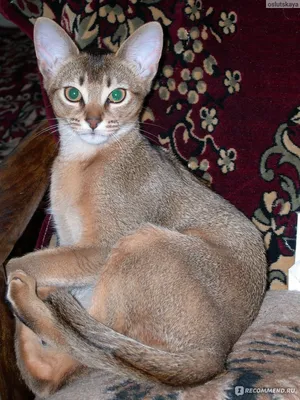 Фотографии абиссинских кошек: красота и грация