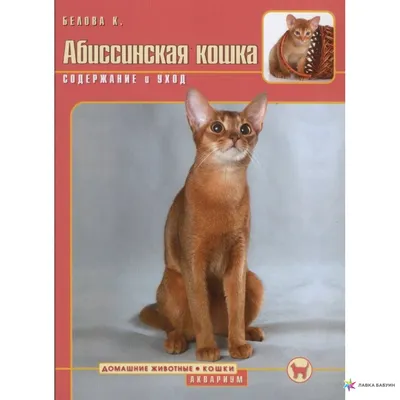 Изображения абиссинских кошек в высоком разрешении