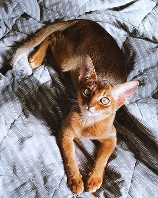 Фото абиссинских кошек для любителей животных