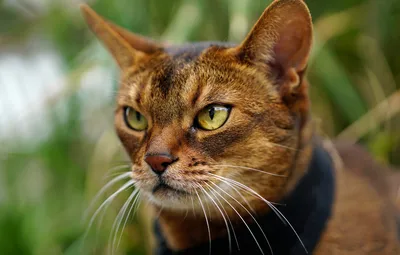 Лучшие фотографии абиссинских кошек