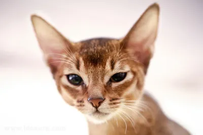 Фото абиссинских кошек для дизайна