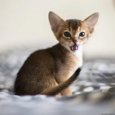 Изображения абиссинских кошек: сохраните их на свой компьютер