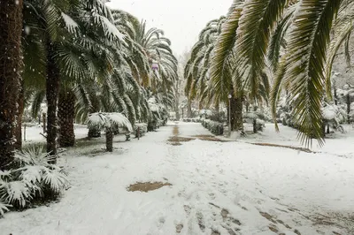 Фотографии зимы в Абхазии: изысканный выбор формата