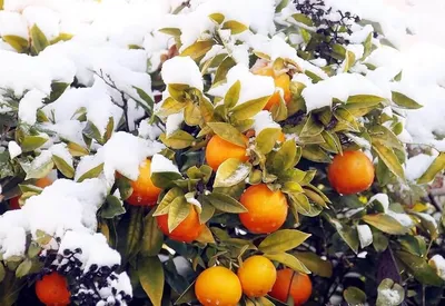 Абхазская зима: фотографии для загадочных форматов