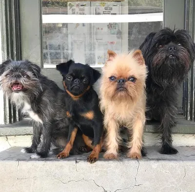 Собаки породы Аффенпинчер на фото в разных позах