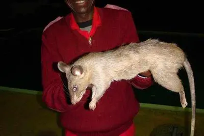 Афганская крыса  фото