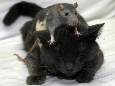 Фото, которое пробуждает интерес: афганская крыса