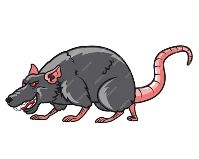 Картинка афганской крысы: лучший выбор формата