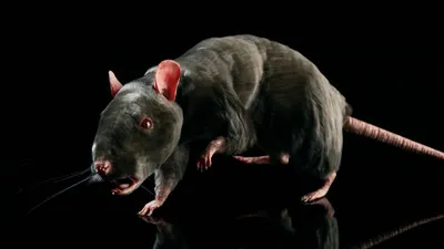 Фотка афганской крысы: оригинальный вариант