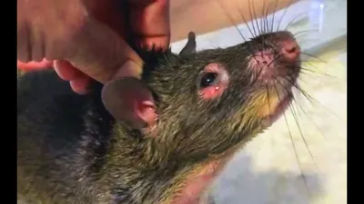 Афганская крыса: фотошедевр среди всех крыс