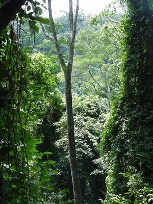Новые фото африканских джунглей для скачивания