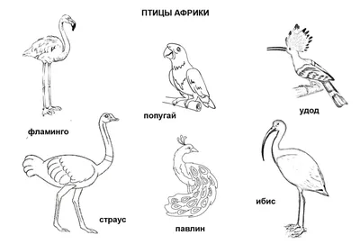 Фотографии африканских птиц, созданные профессионалами