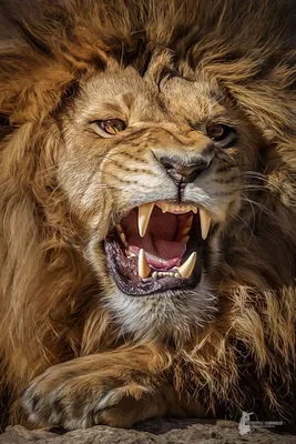 Агрессивный лев  фото