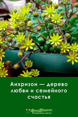 Гармония природы: Аихризон дерево любви в объятиях природы