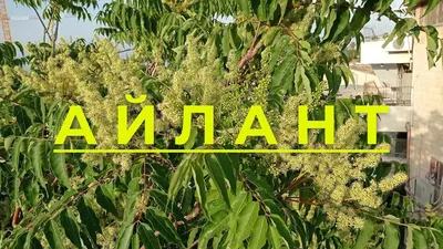 Фотографии Айлант дерева: Вдохновение природы