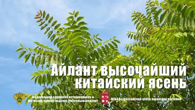 Мир Айлант дерева в объективе камеры: Щелкни затвор и ты в его удивительном мире